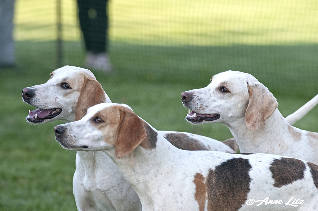 GSV Puppyshow18 046