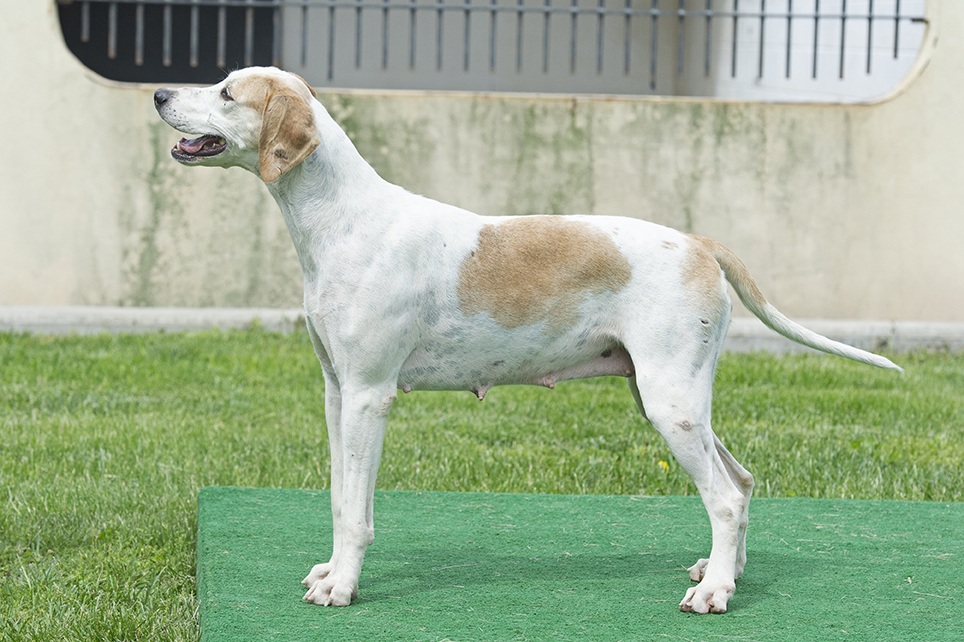 GSVAdopt LACEY 0712