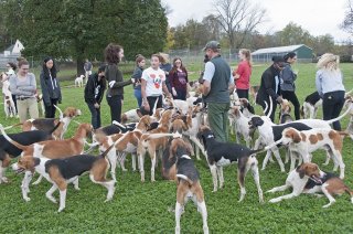 OldfieldsGirls_GSVHounds2017_20.jpg