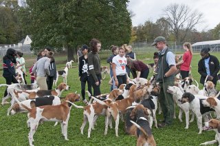 OldfieldsGirls_GSVHounds2017_21.jpg