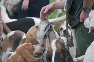 OldfieldsGirls_GSVHounds2017_22.jpg
