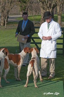 GSV_Puppyshow18_002-copy.jpg