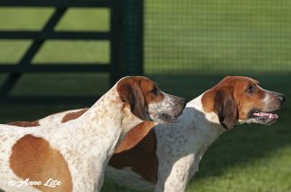 GSV_Puppyshow18_003-copy.jpg