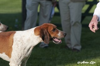 GSV_Puppyshow18_004-copy.jpg