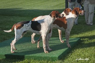 GSV_Puppyshow18_005-copy.jpg
