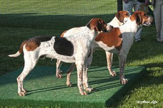 GSV_Puppyshow18_006-copy.jpg