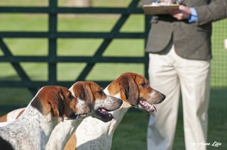 GSV_Puppyshow18_008-copy.jpg