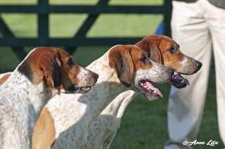 GSV_Puppyshow18_010-copy.jpg