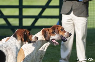GSV_Puppyshow18_011-copy.jpg