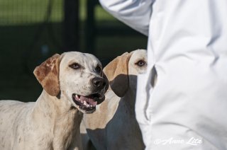 GSV_Puppyshow18_015.jpg