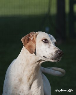 GSV_Puppyshow18_016.jpg