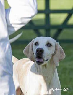 GSV_Puppyshow18_017.jpg