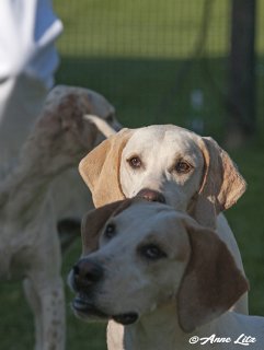 GSV_Puppyshow18_018.jpg