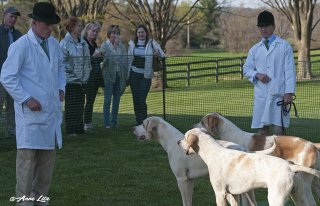 GSV_Puppyshow18_019.jpg