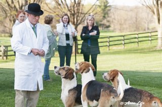 GSV_Puppyshow18_023.jpg