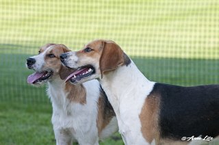 GSV_Puppyshow18_026.jpg