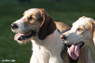 GSV_Puppyshow18_030.jpg