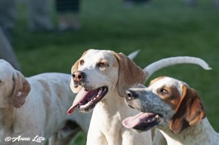 GSV_Puppyshow18_031.jpg