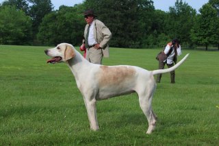 VahoundShow2019Kandra6.jpg