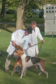 AL_GSVPuppyShow2017_007.jpg