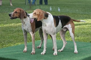 AL_GSVPuppyShow2017_009.jpg