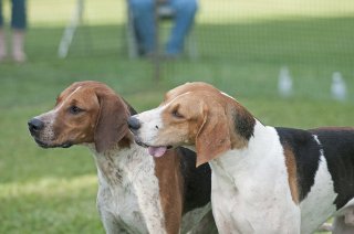AL_GSVPuppyShow2017_010.jpg
