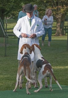 AL_GSVPuppyShow2017_013.jpg
