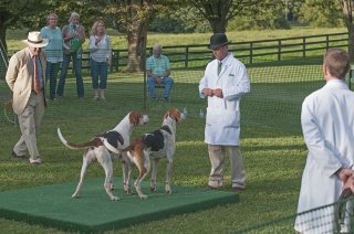 AL_GSVPuppyShow2017_014.jpg