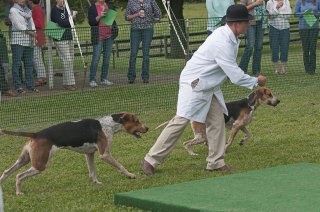 AL_GSVPuppyShow2017_018.jpg