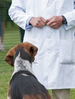 AL_GSVPuppyShow2017_019.jpg