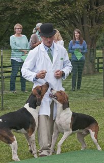 AL_GSVPuppyShow2017_022.jpg