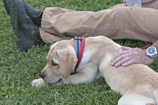 AL_GSVPuppyShow2017_025.jpg