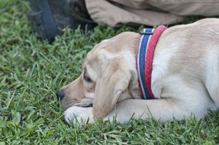 AL_GSVPuppyShow2017_026.jpg