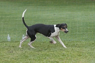 AL_GSVPuppyShow2017_028.jpg