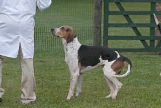 AL_GSVPuppyShow2017_029.jpg