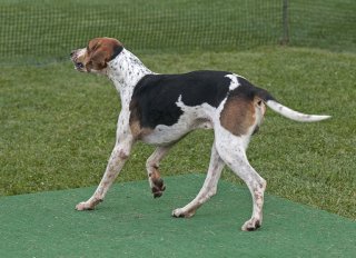 AL_GSVPuppyShow2017_031.jpg